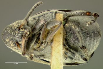 Media type: image; Entomology 25048   Aspect: habitus ventral view